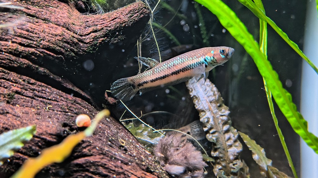 Betta unimaculata “Taraken Yellow”