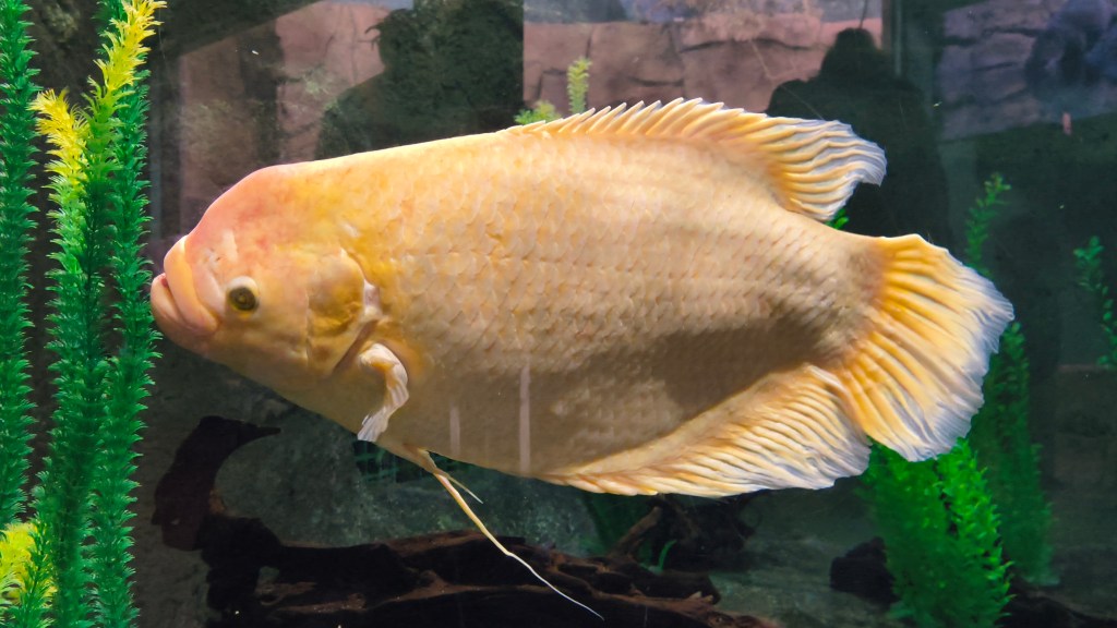 Giant Gourami