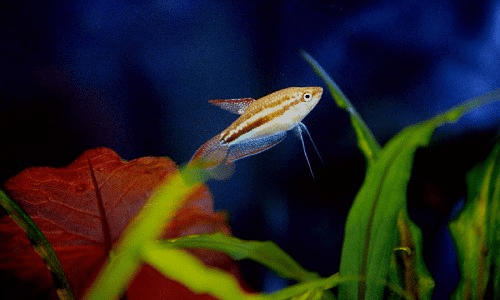 Sparkling or Pygmy Gourami (Trichopsis pumila)