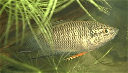 Black Paradisefish (Macropodus spechti)