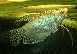 Gold Gourami