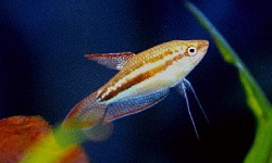 Sparkling Gourami